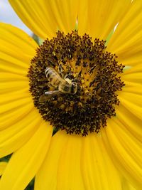 Bee on sunflower 