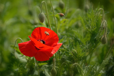 Close-up of red poppy blooming on plant