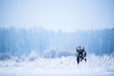 Isolated european bison in harsh winter times