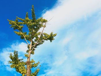 Low angle view of trees against blue sky