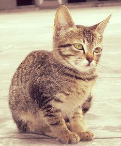Portrait of cat