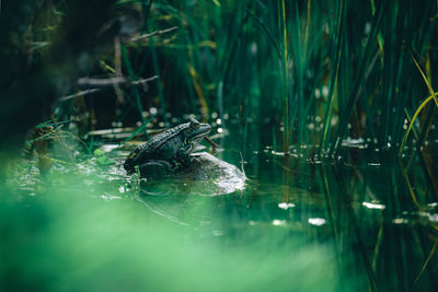 Close-up of crocodile in water