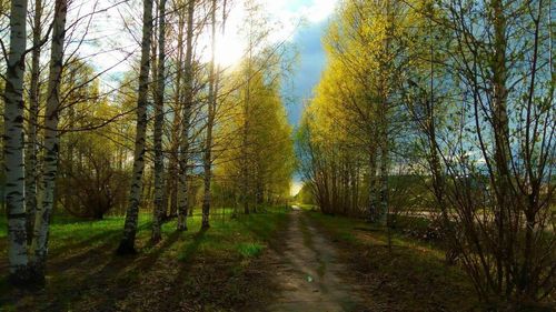 Road amidst trees in forest against sky