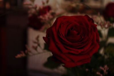 Close-up of red rose