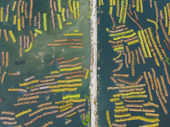 High angle view of plants