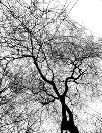 Low angle view of tree against sky