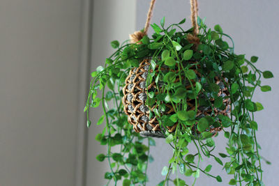 Close-up of potted plant hanging on wall