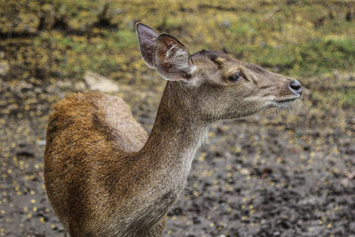 Close-up of javan rusa