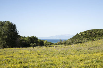 Scenic view of field against clear sky