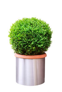 Close-up of potted plant against white background