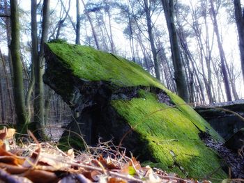 Moss growing on tree trunk