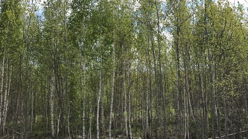 View of trees in forest