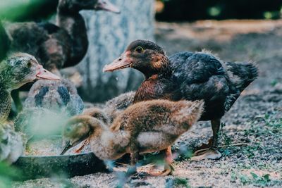 Close-up of a duck