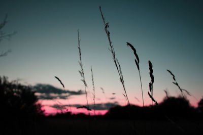 Close-up of silhouette plants on field against sunset sky