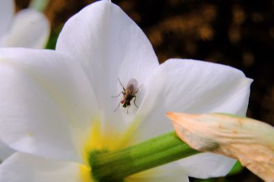 Close-up of bee pollinating on white flower