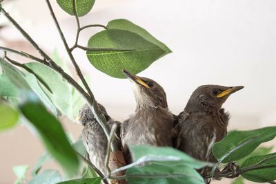 Bird perching on leaf