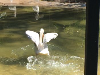 Swan swimming in water