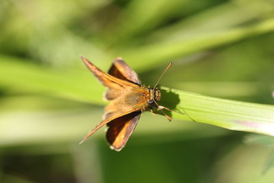 Close-up of insect