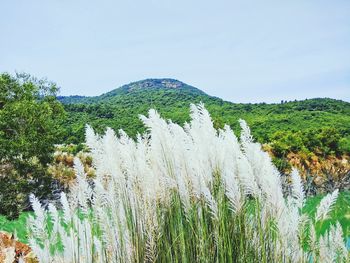 Plants growing on land against sky