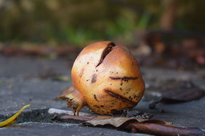 Close-up of a fallen pomegranate