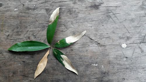 High angle view of plant on table