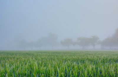 Scenic view of field against sky during foggy weather