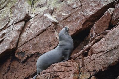 Low angle view of animal on rock