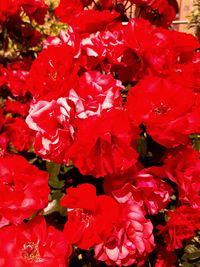 Close-up of red roses blooming outdoors
