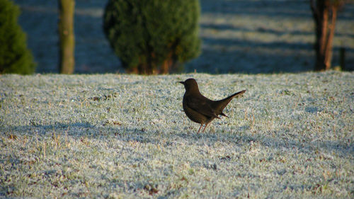 Close-up of bird on grass