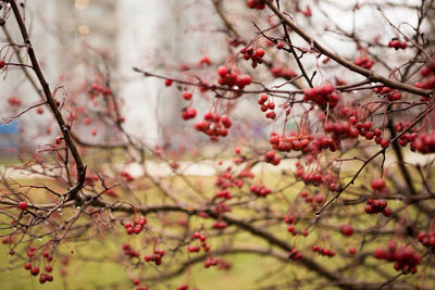 Close-up of cherry blossoms