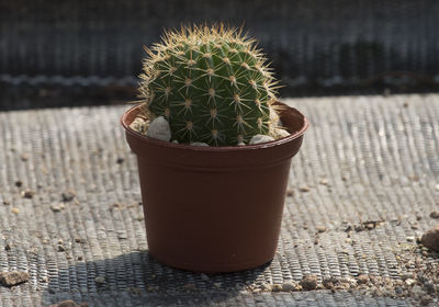 Close-up of potted plant on table