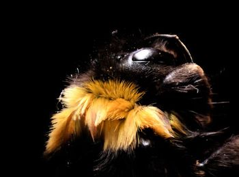 Close-up of bee on flower against black background