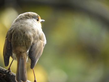 Close-up of owl perching on plant