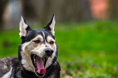 Close-up portrait of a dog