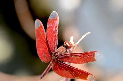 Close-up of butterfly on red flower