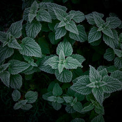 High angle view of plants