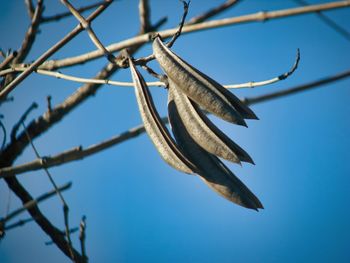 Low angle view of dried seeds hanging on branch against sky
