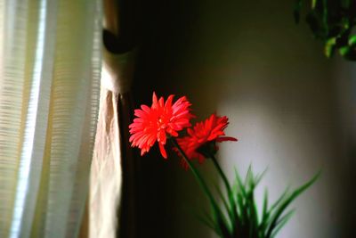 Close-up of red flower