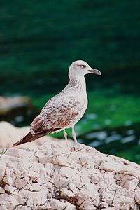 Close-up of bird perching on shore