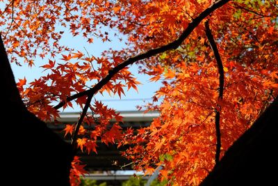 Low angle view of maple tree against sky