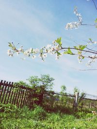 Plants growing on field