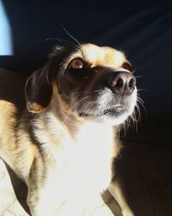 Close-up of a dog looking away at home