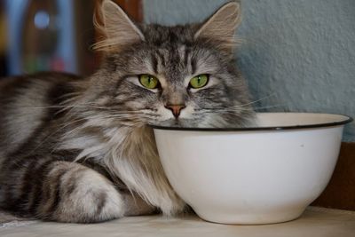 Close-up portrait of a cat