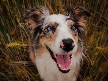 Close-up portrait of australian shepherd on field