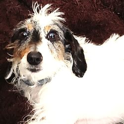 Close-up portrait of dog in winter