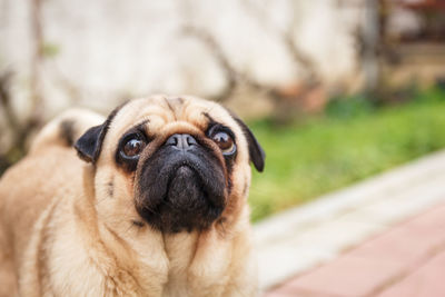 Close-up portrait of a dog