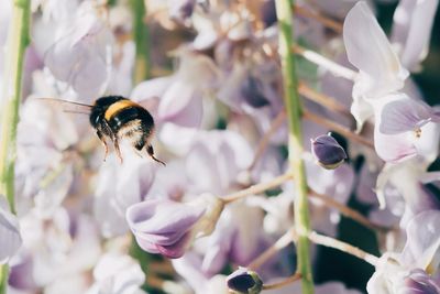 Close-up of bee flying over flowers at park