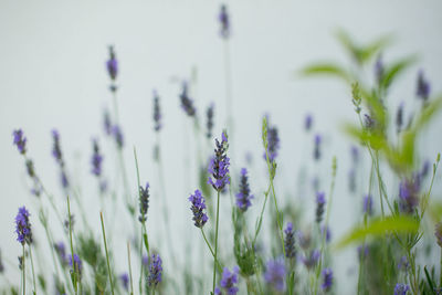 Close-up of lavender blooming on field