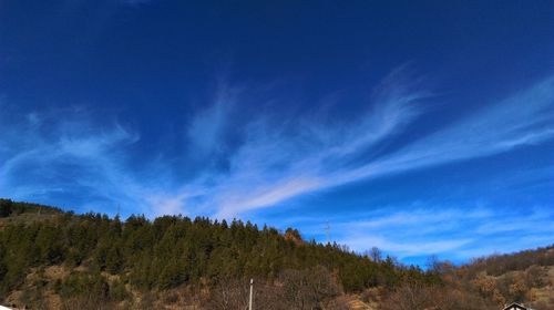 Trees against blue sky