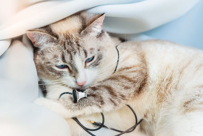 Close-up portrait of cat relaxing at home